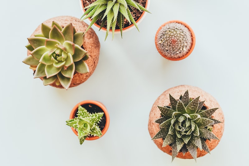 A potted houseplant sitting in natural daylight.