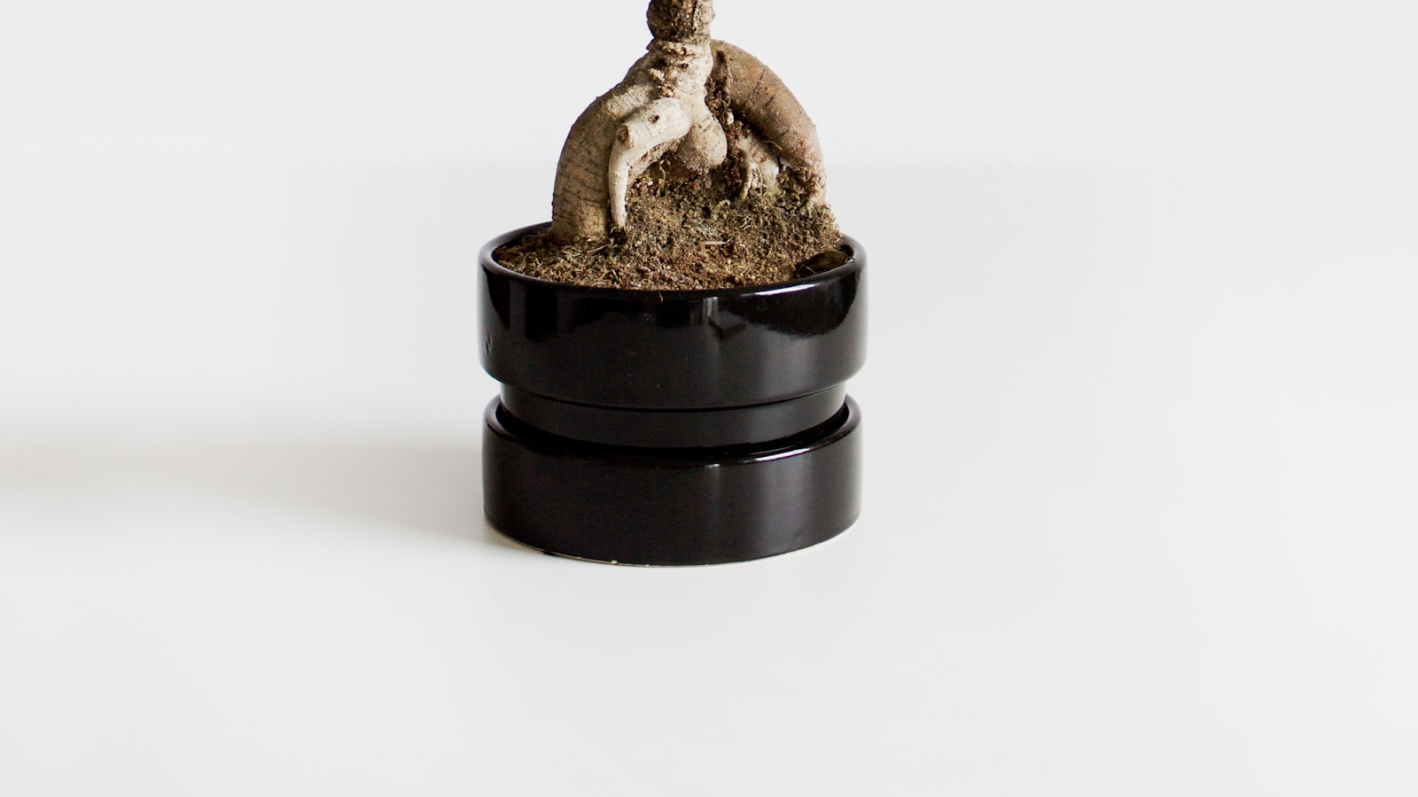 Hands pressing fresh soil around a plant being repotted.