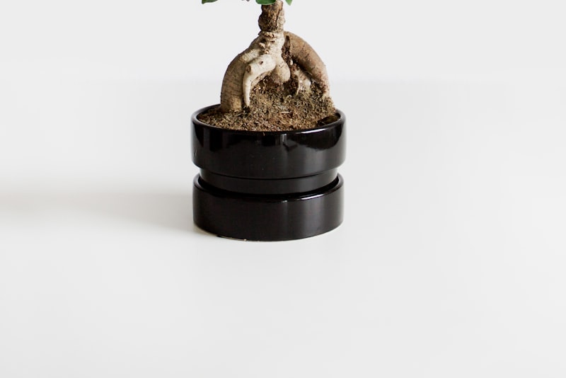 Hands pressing fresh soil around a plant being repotted.