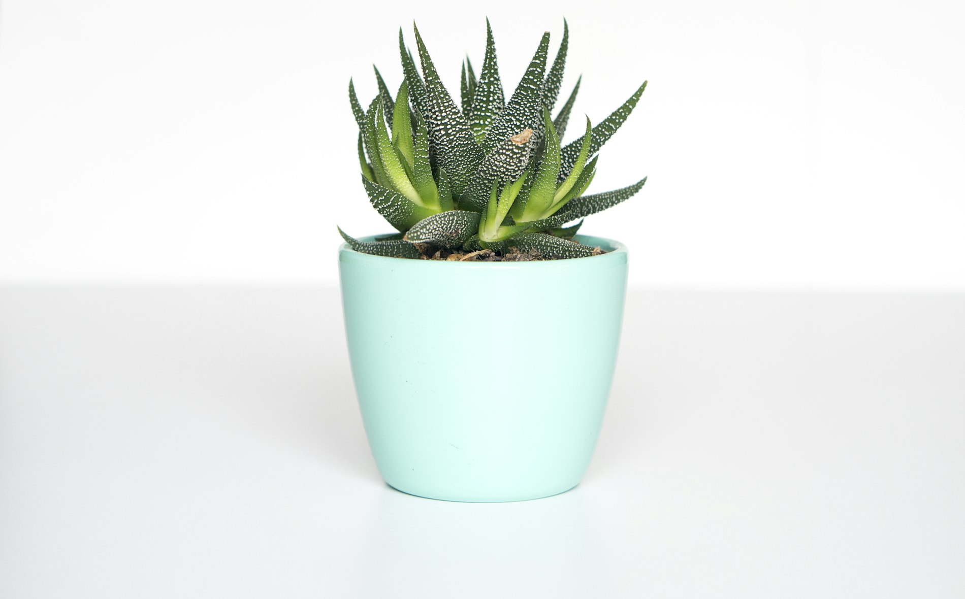 Healthy green houseplant leaves in soft indoor light.