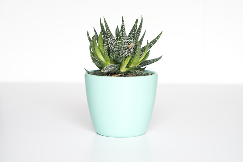 Healthy green houseplant leaves in soft indoor light.