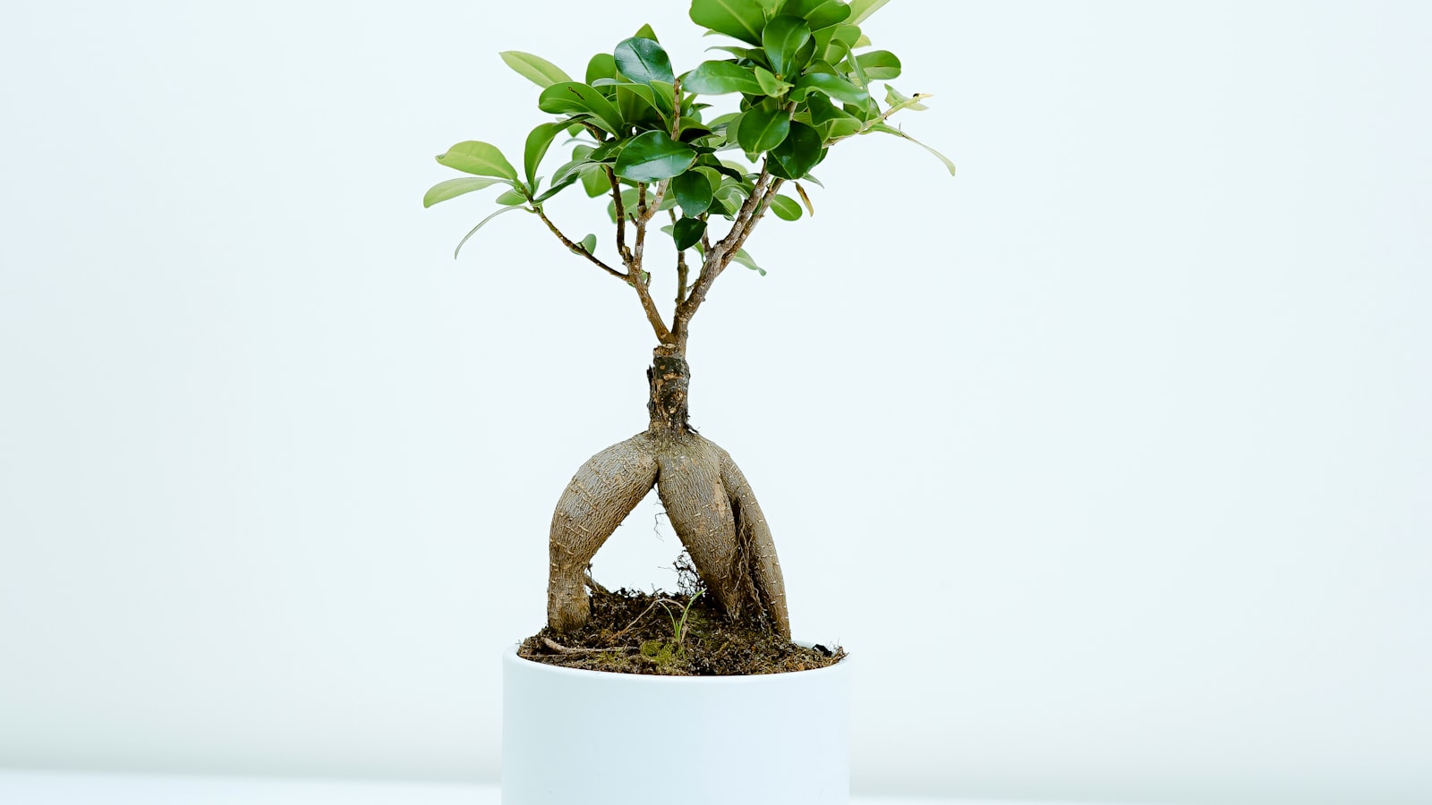 A person watering a leafy potted plant indoors.