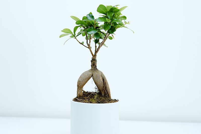 A person watering a leafy potted plant indoors.