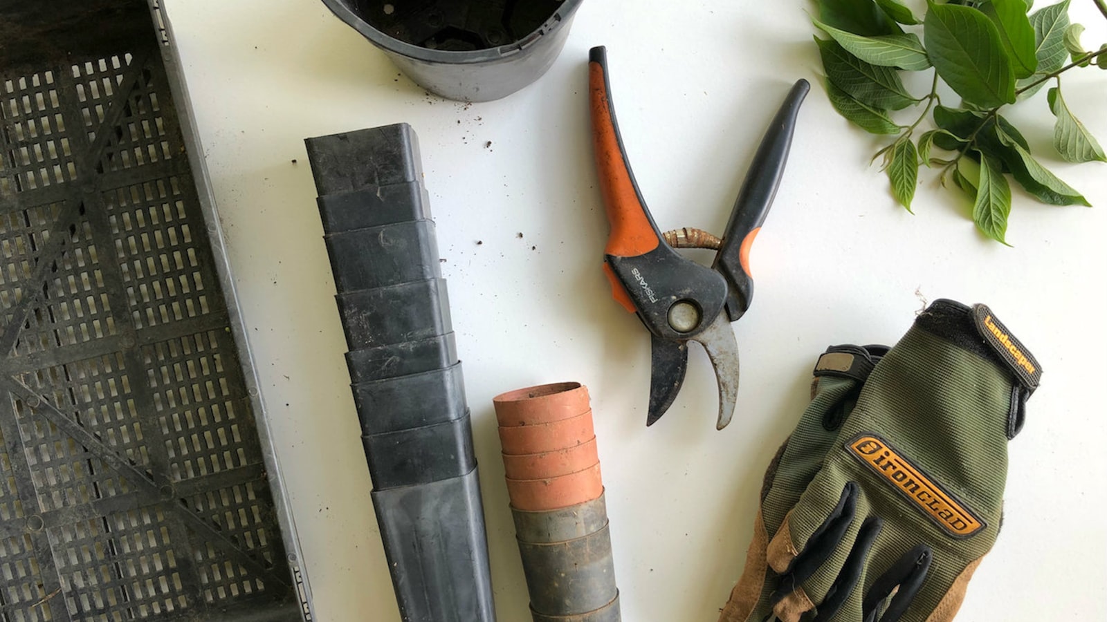Pruning shears beside gardening gloves and hand tools on a white surface.
