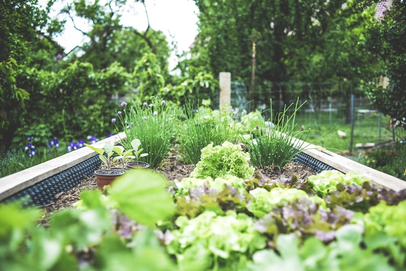 A raised bed vegetable garden full of lettuce and herbs in summer.