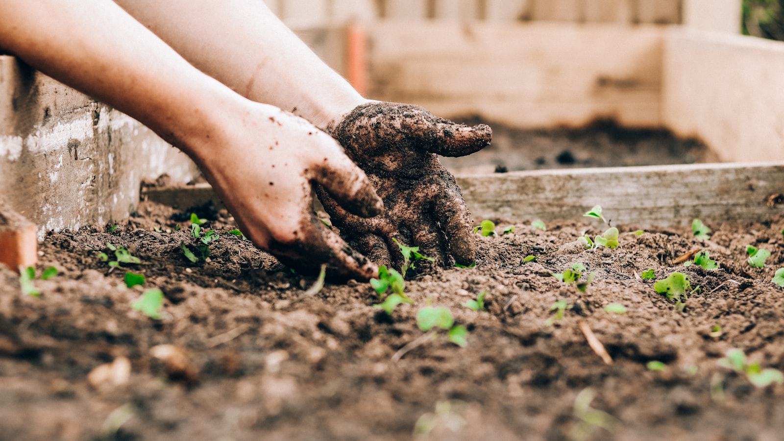 Hands working dark, crumbly soil in a raised garden bed with small seedlings.