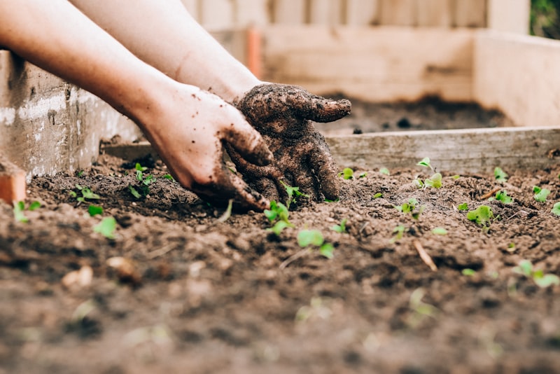 Hands working dark, crumbly soil in a raised garden bed with small seedlings.