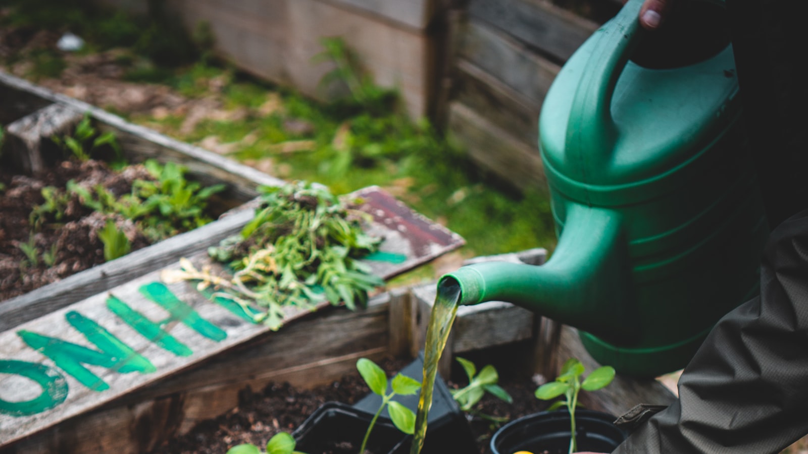 A person watering young seedlings with a green watering can in a wooden raised bed.