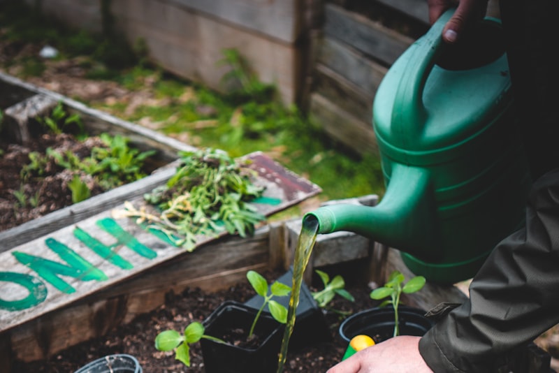 A person watering young seedlings with a green watering can in a wooden raised bed.