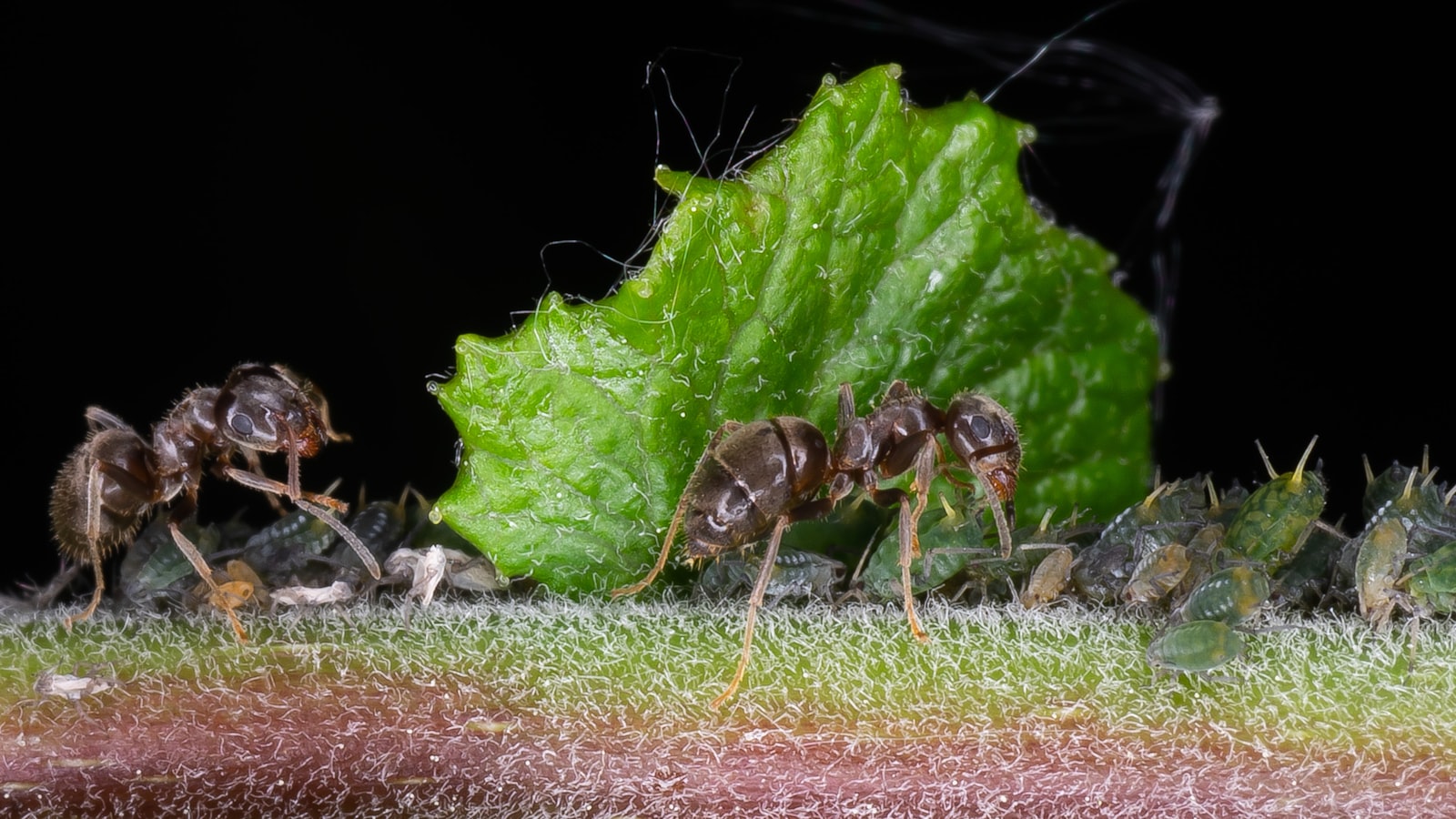 A close-up of aphids and ants clustered on a green leaf and stem.