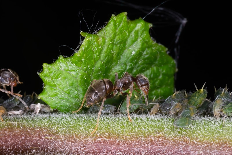 A close-up of aphids and ants clustered on a green leaf and stem.