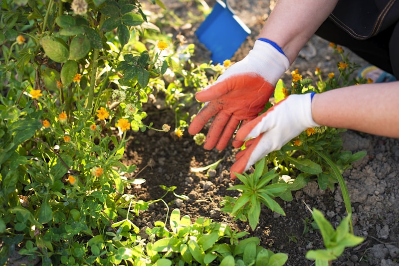 Gloved hands tending the soil around flowering plants in a garden bed.